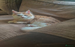 Maine Coon cats for sale: Blue eyed maine coon girl for sale  - Image 3