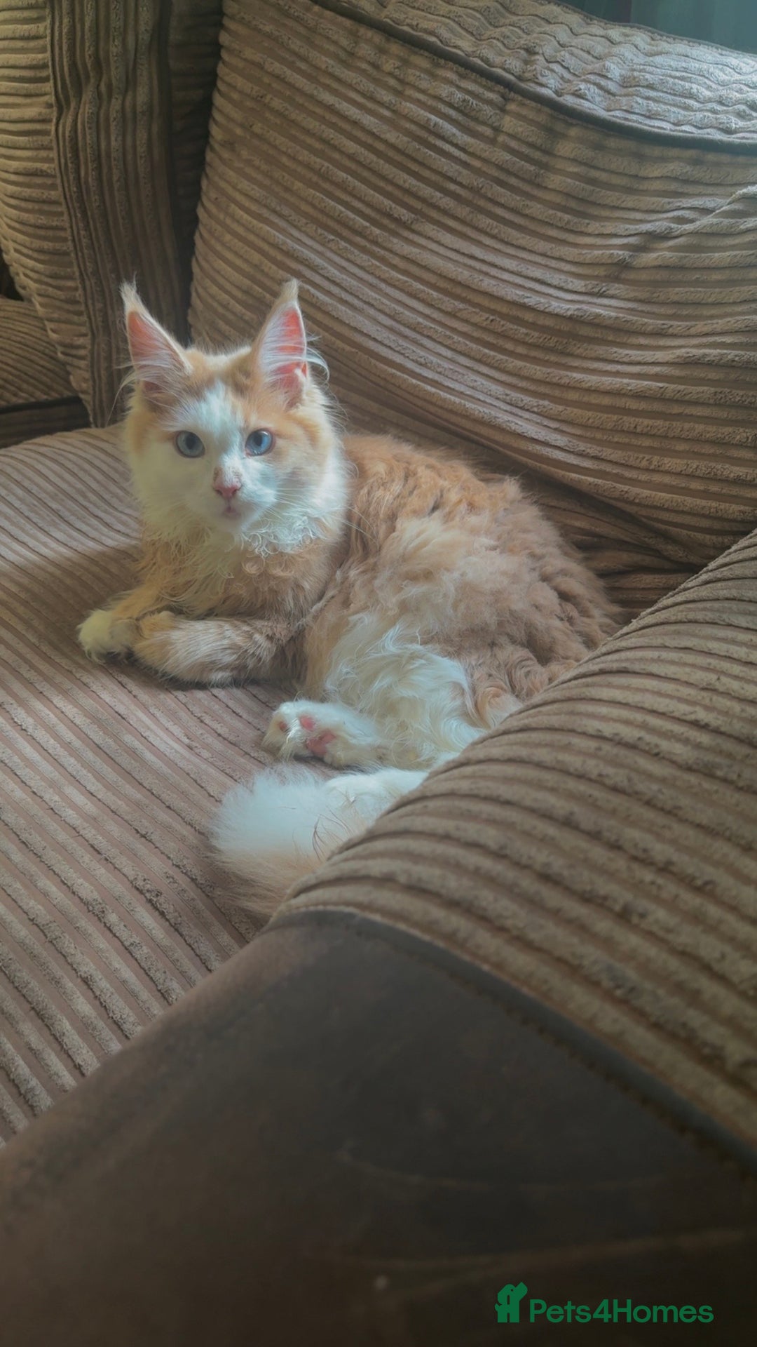 Maine Coon cats for sale: Blue eyed maine coon girl for sale  - Image 3