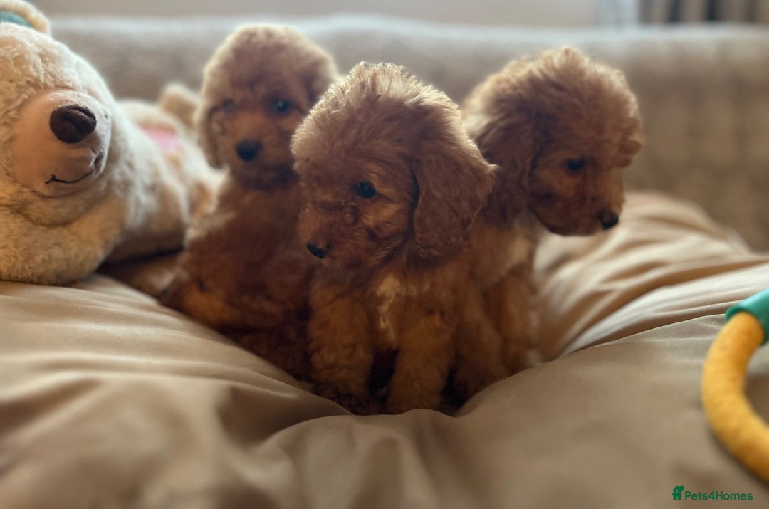 Cockapoo dogs for sale: F1 cockapoo puppies- Health test clear  - Image 13