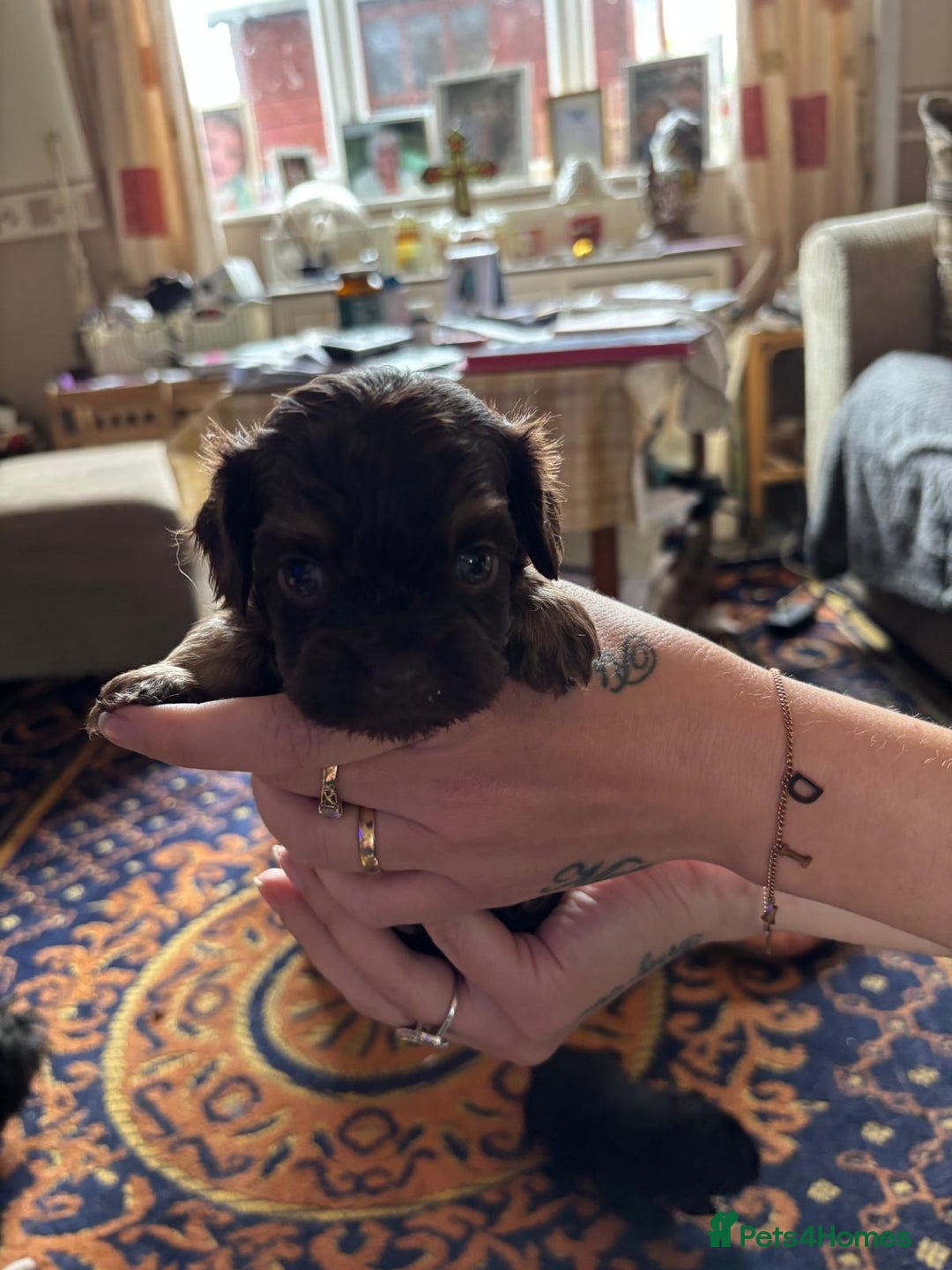 Mixed Breed dogs for sale: Cross puppies for sale  - Image 7