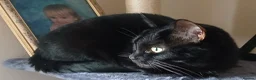 British Shorthair cats for sale: Beautiful Adult Female Cat in Sittingbourne - Advert 3