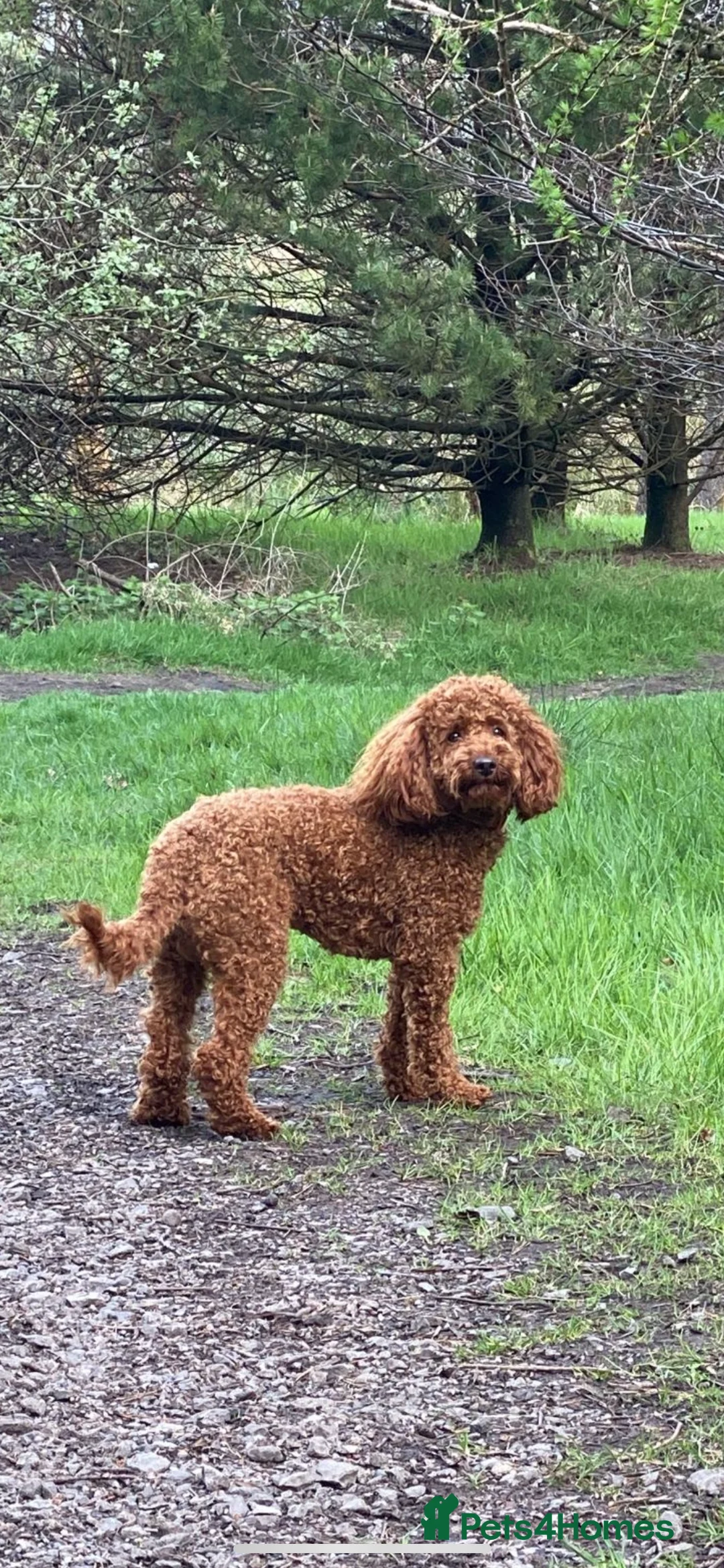 Miniature Poodle dogs for stud: Merlesque Top Gun mahogany mini poodle in Chorley - Advert 6