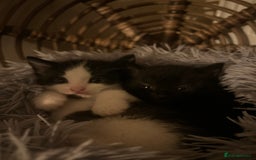 Mixed Breed cats for sale: 2 kittens available  - Advert 6