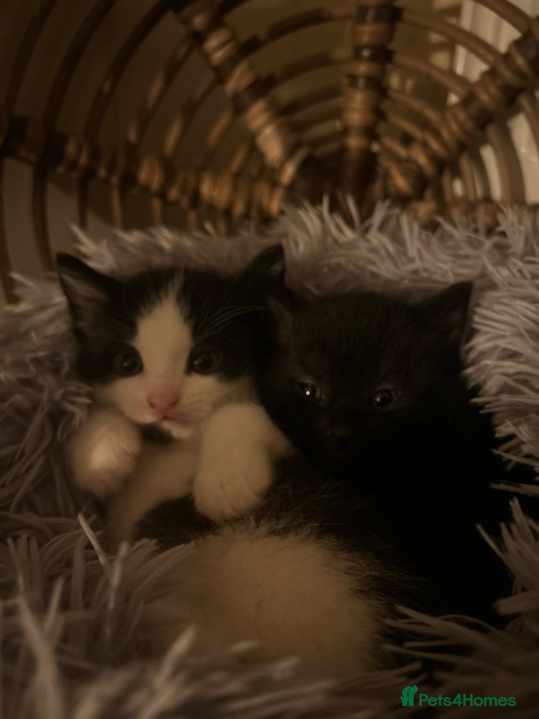 Mixed Breed cats for sale: 2 kittens available  - Advert 6