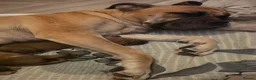 Mixed Breed dogs for sale: Mastiff Bordeaux Puppies in Yateley - Advert 1