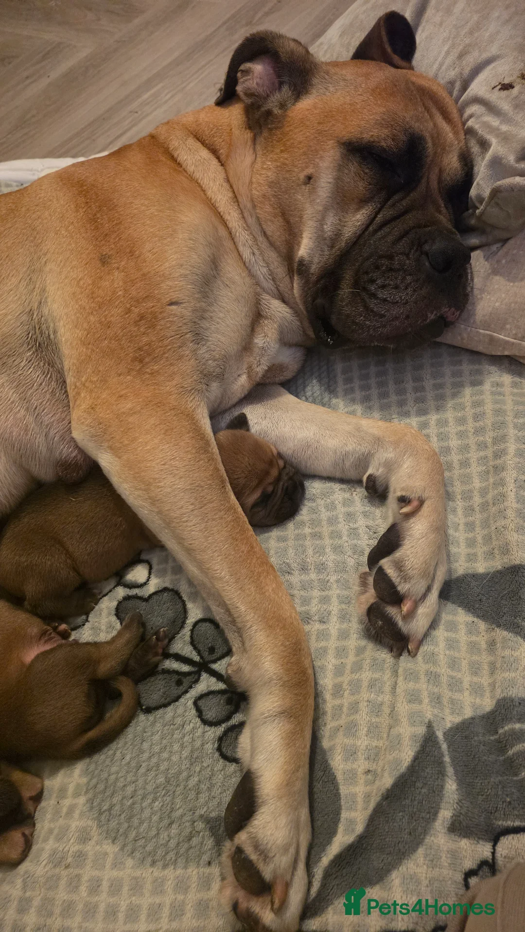 Mixed Breed dogs for sale: Mastiff Bordeaux Puppies in Yateley - Advert 1