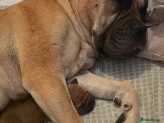 Mixed Breed dogs Mastiff Bordeaux Puppies - Advert 1