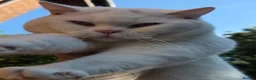 British Shorthair cats for stud: 🤍 PROVEN White British Shorthair Stud Service 🤍 - Advert 2