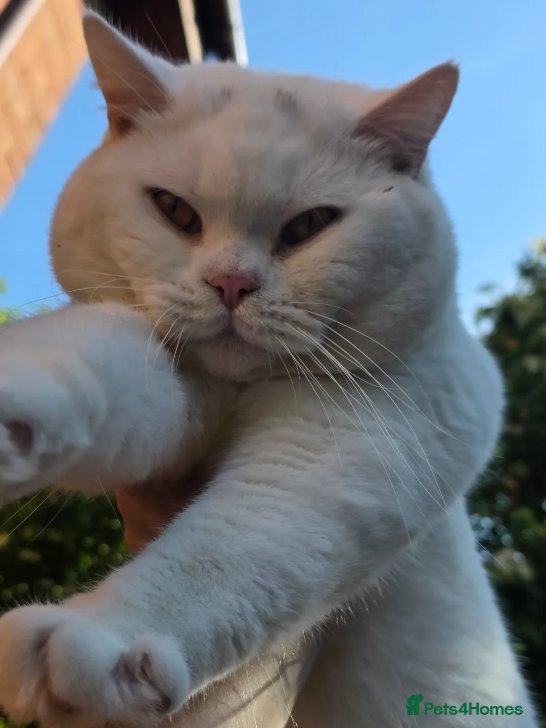 British Shorthair cats for stud: 🤍 PROVEN White British Shorthair Stud Service 🤍 - Advert 2