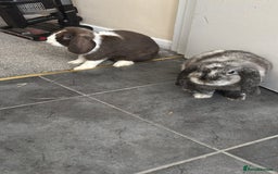 Dwarf Lop rabbits for sale: 2 male dwarf lops - vaccinated and neutered - Advert 8