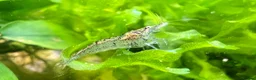 Shrimps fish for sale: Neocardina Wild Shrimp in South Shields - Advert 7