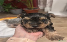 Yorkshire Terrier dogs for sale: Yorkishire Terrier puppy - Image 5