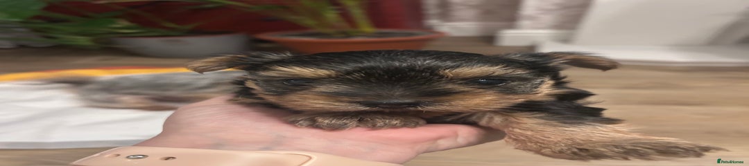 Yorkshire Terrier Puppy 1