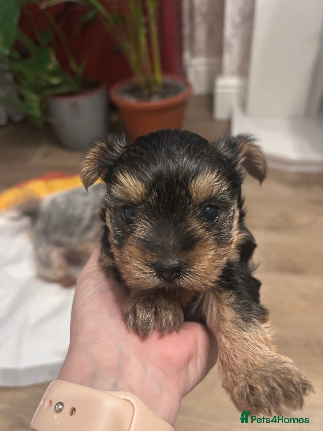 Yorkshire Terrier dogs for sale: Yorkishire Terrier puppy - Image 5