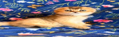 Scottish Fold Kitten 3