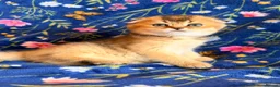 Scottish Fold cats for sale: Pedigree Scottish fold kittens - Advert 9