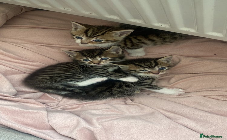 Mixed Breed cats in Dagenham - Advert 18