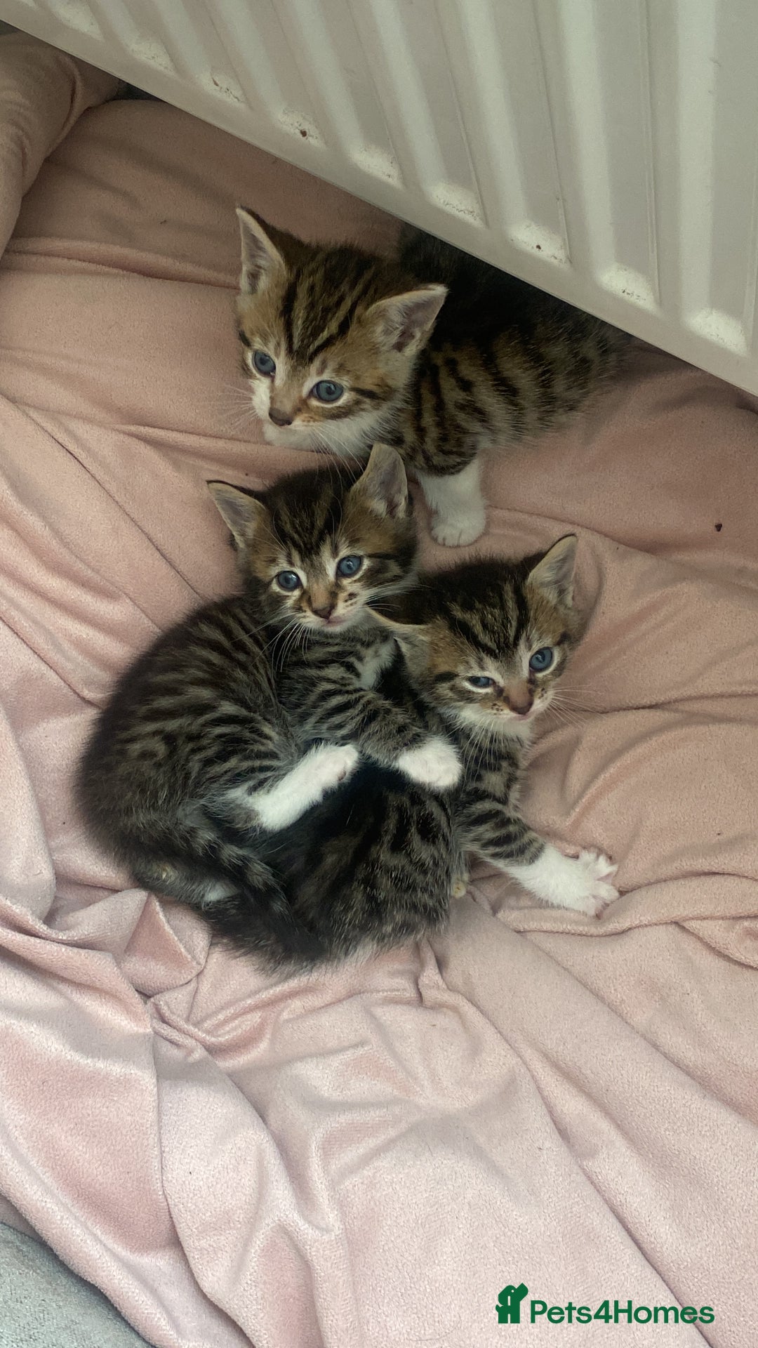 Mixed Breed cats for sale: Mixed breed kittens for adoption  in Dagenham - Image 1