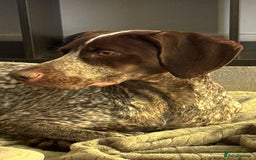 German Shorthaired Pointer dogs for sale: Hailey  - Image 1