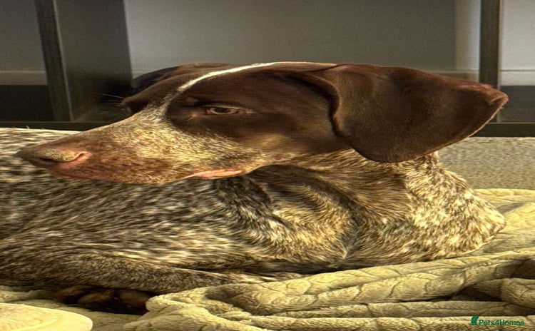 German Shorthaired Pointer dogs - Advert 1