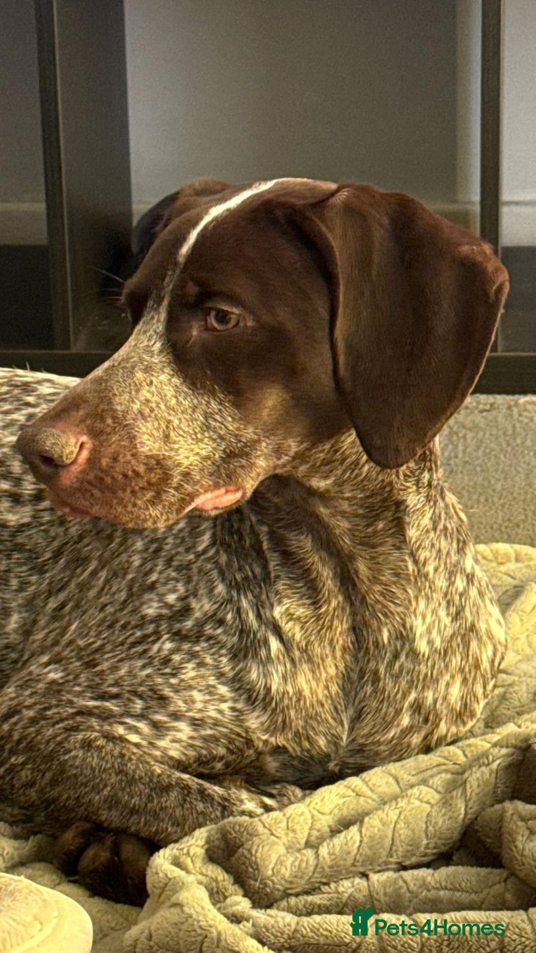 German Shorthaired Pointer dogs for sale: Hailey  - Image 1