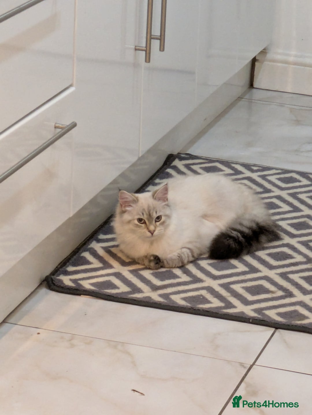 Siberian cats for sale: 1yr unneutred Neva masquerade Male Siberian - Advert 14