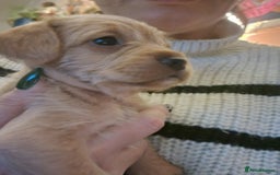 Mixed Breed dogs for sale: Frenchie x cockerpoo pups - Image 19