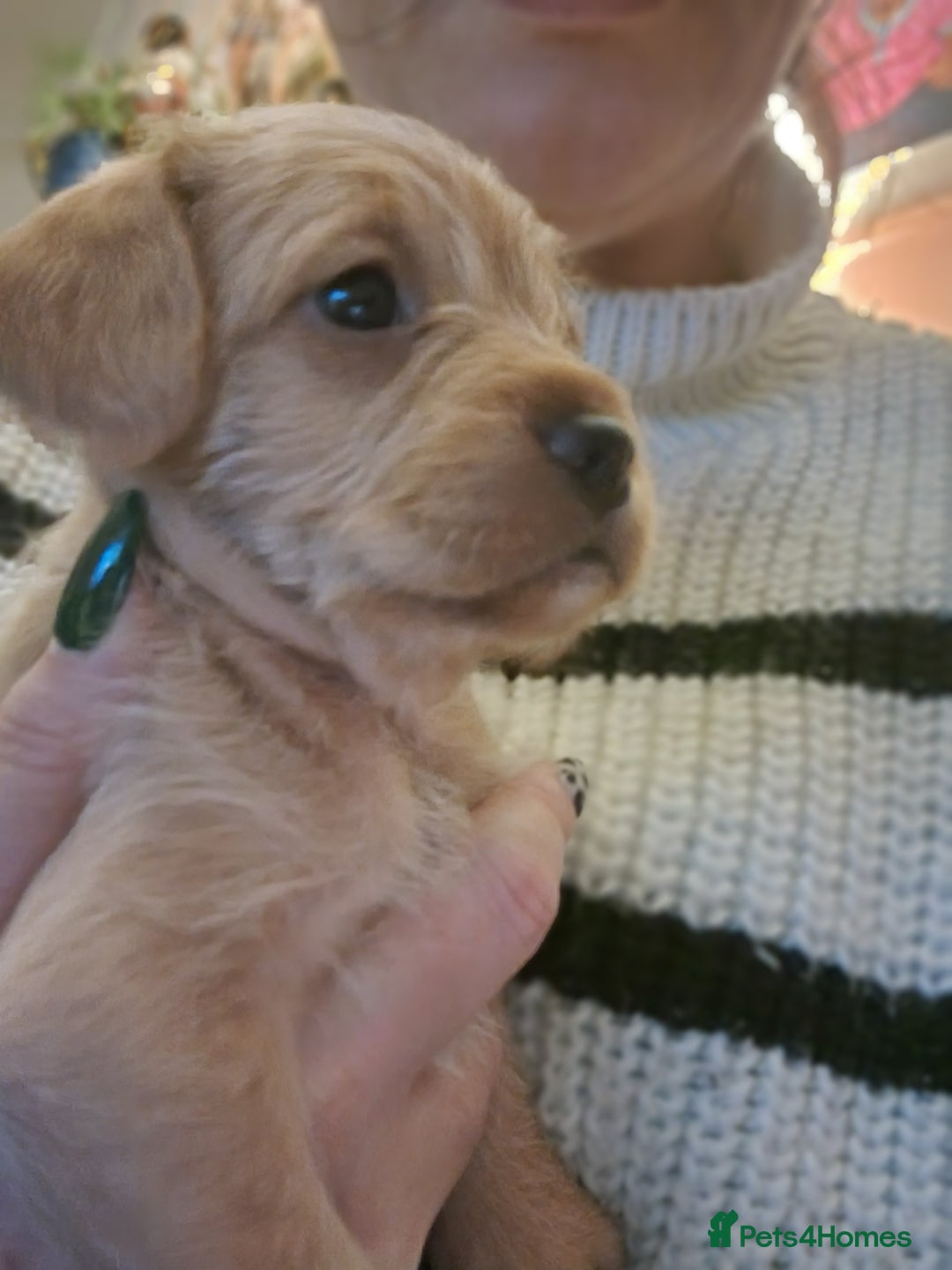 Mixed Breed dogs for sale: Frenchie x cockerpoo pups - Image 19