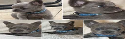 French Bulldog dogs for sale: RUBY🫶🏽 DWKC reg  - Advert 11