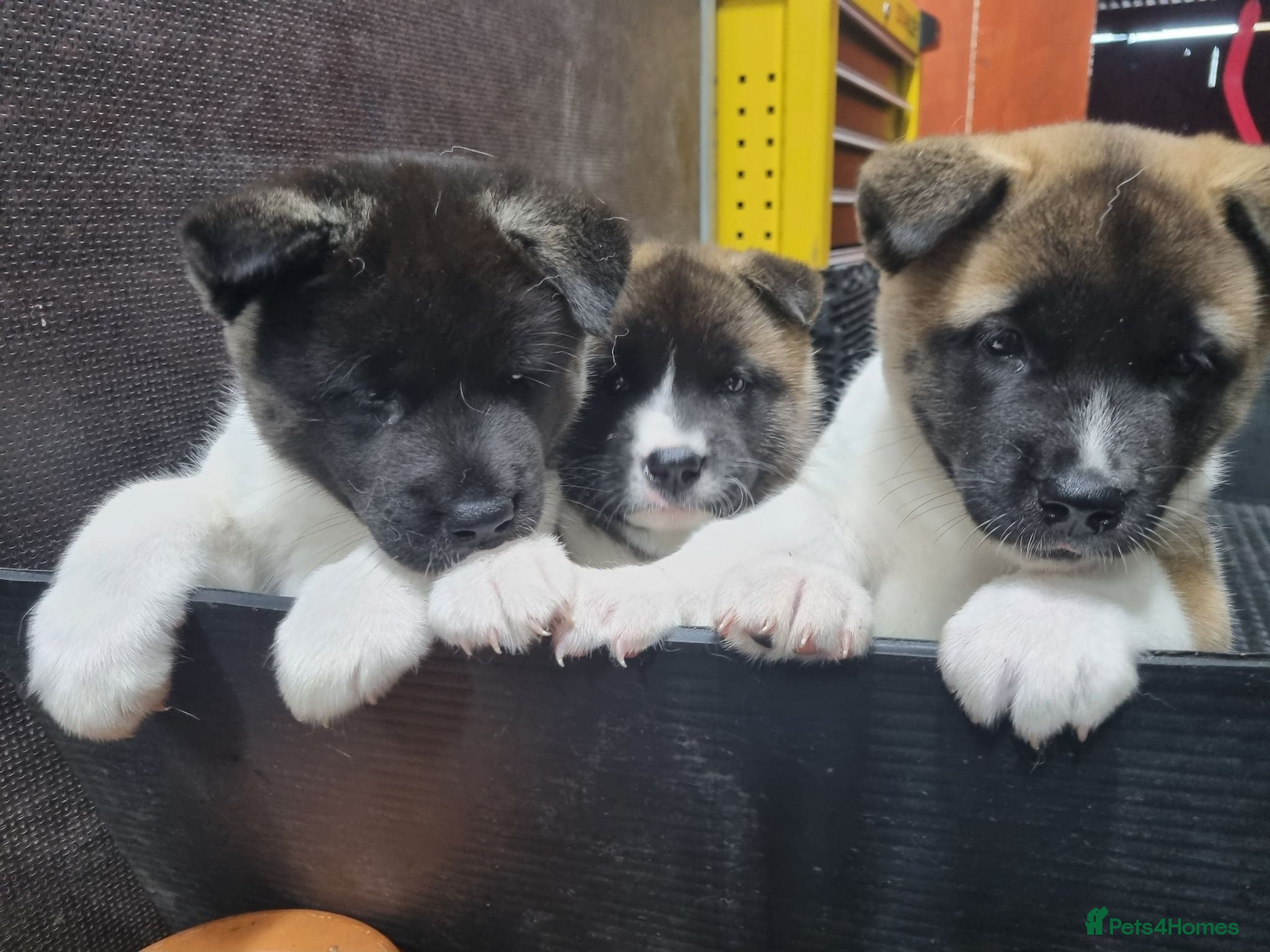Akita dogs Pure breed American Akita puppies for sale - Advert 13