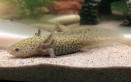 Axolotl reptiles for sale: Nicely grown on baby Axolotls 5 months old - Image 2
