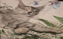 Maine Coon cats for sale: TICA REGISTERED PEDIGREE MAINE COON KITTEN'S - Image 10
