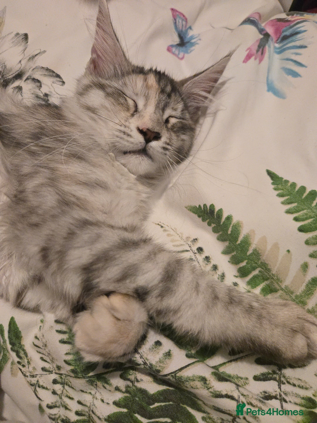 Maine Coon cats for sale: TICA REGISTERED PEDIGREE MAINE COON KITTEN'S - Image 10