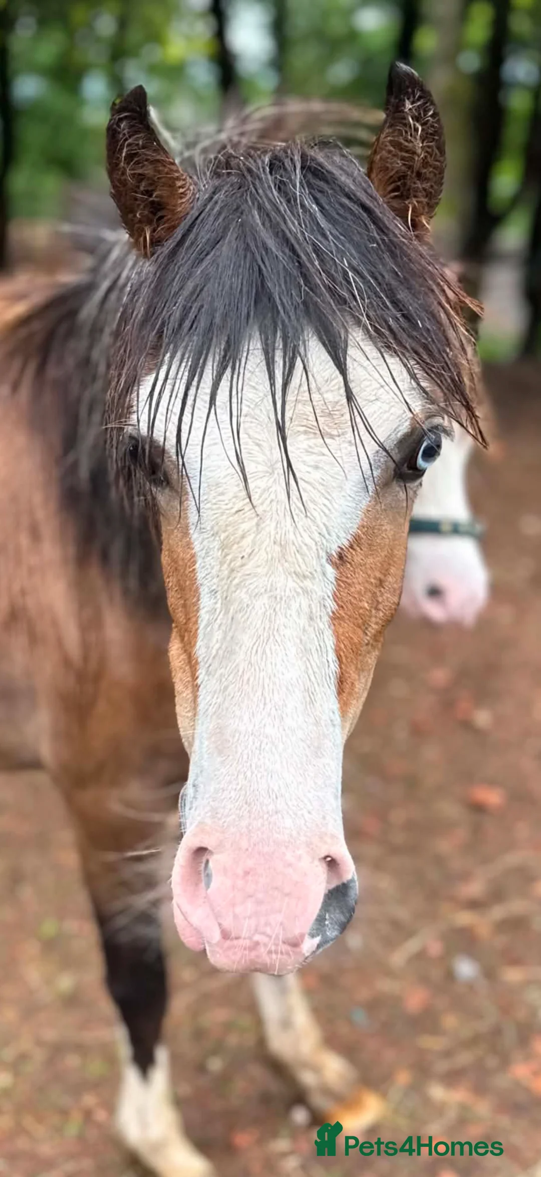 Welsh Section C horses for sale: Quality Welsh C Youngster  - Advert 3