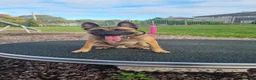 Mixed Breed dogs for sale: blaze - Advert 11