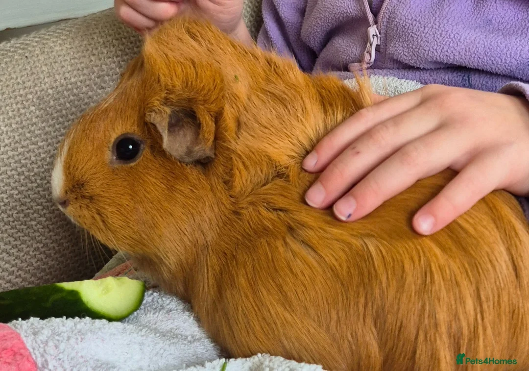 Guinea Pig rodents for sale: 2 female bonded guinea pigs in Dorchester - Advert 1