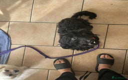 Mixed Breed dogs for adoption: Percy - Hingham Norfolk  - Image 5