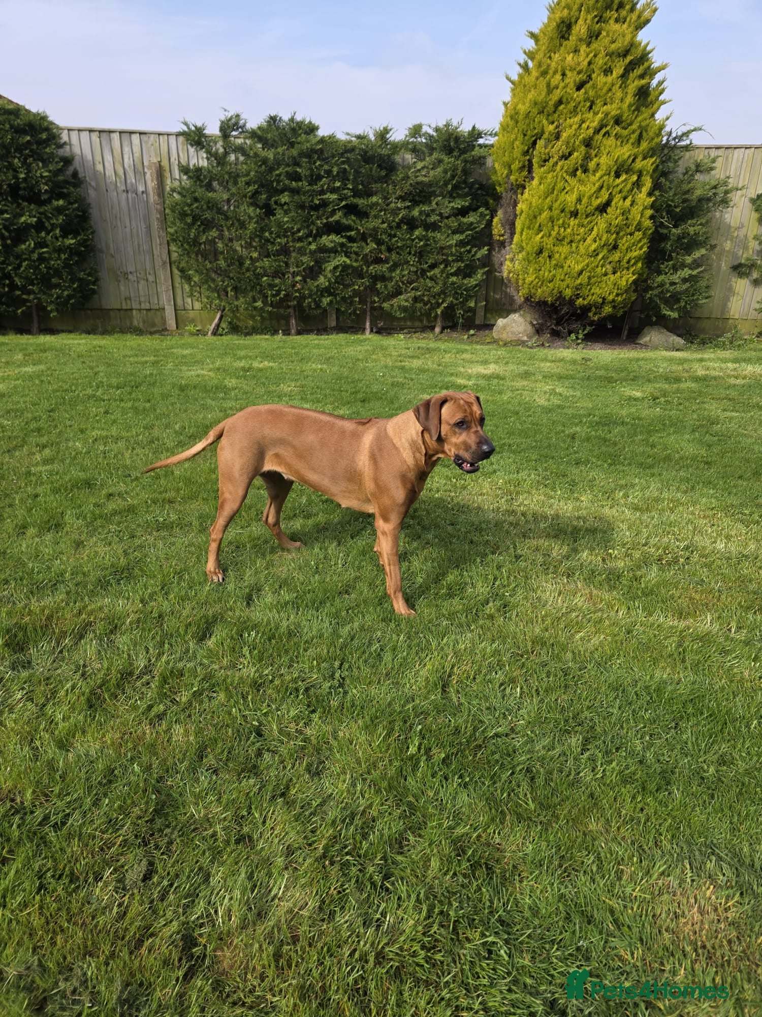 Rhodesian Ridgeback dogs Waiting List Open - Due 20th April 26  - Advert 1