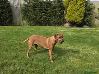 Rhodesian Ridgeback dogs Waiting List Open - Due 20th April 26 - Advert 1