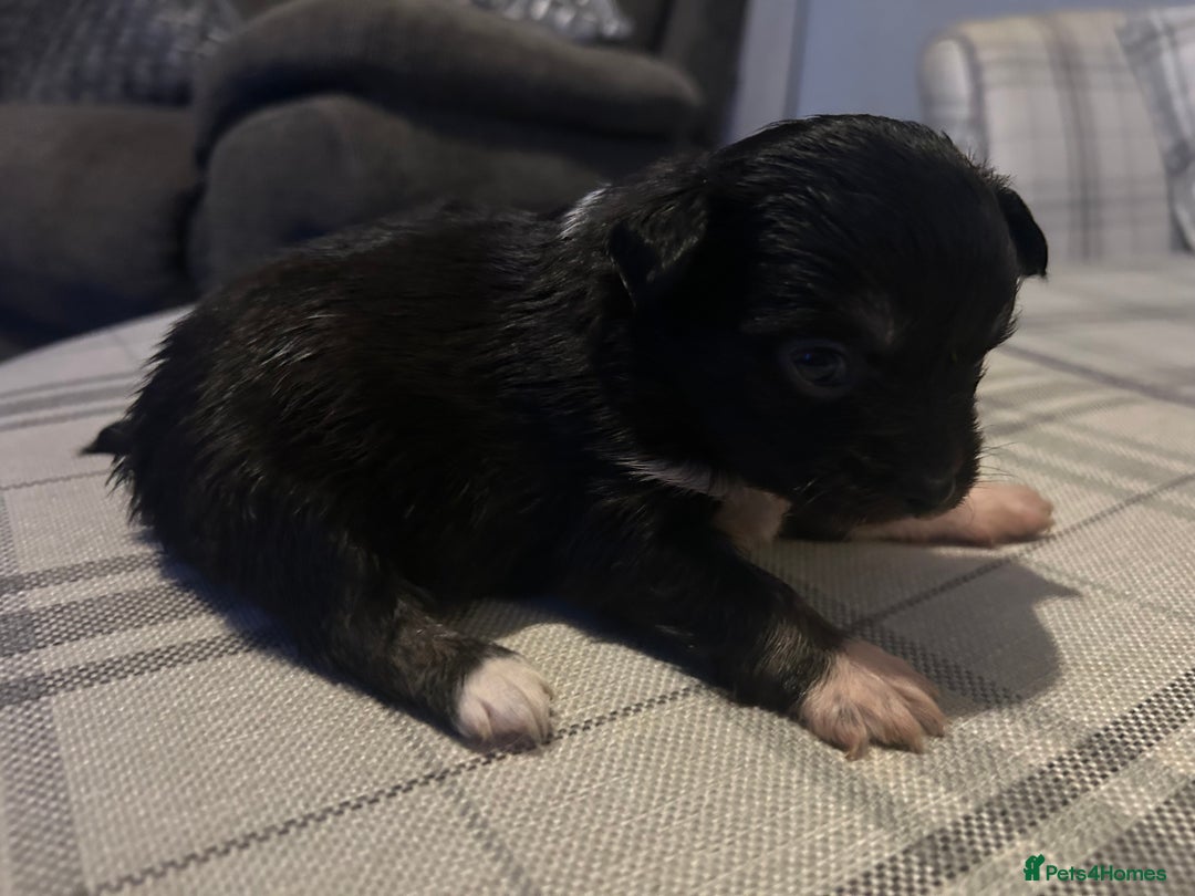 Chihuahua dogs for sale: Perfect Chihuahua pups for sale  - Advert 9