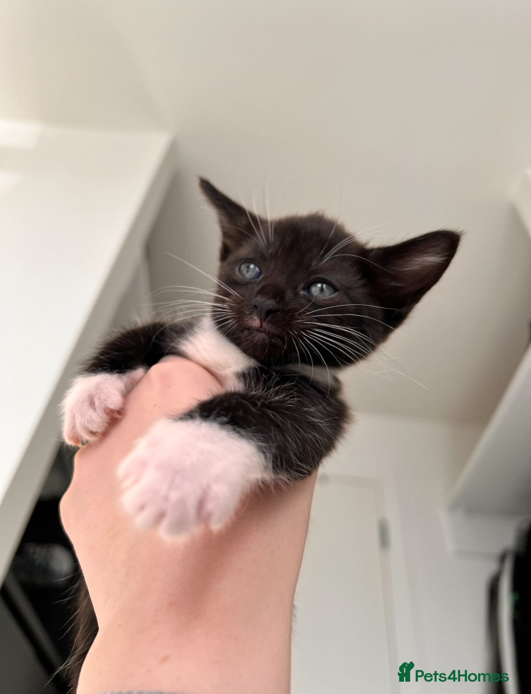 Domestic Shorthair cats for sale: Domestic Shorthair kittens  - Image 6