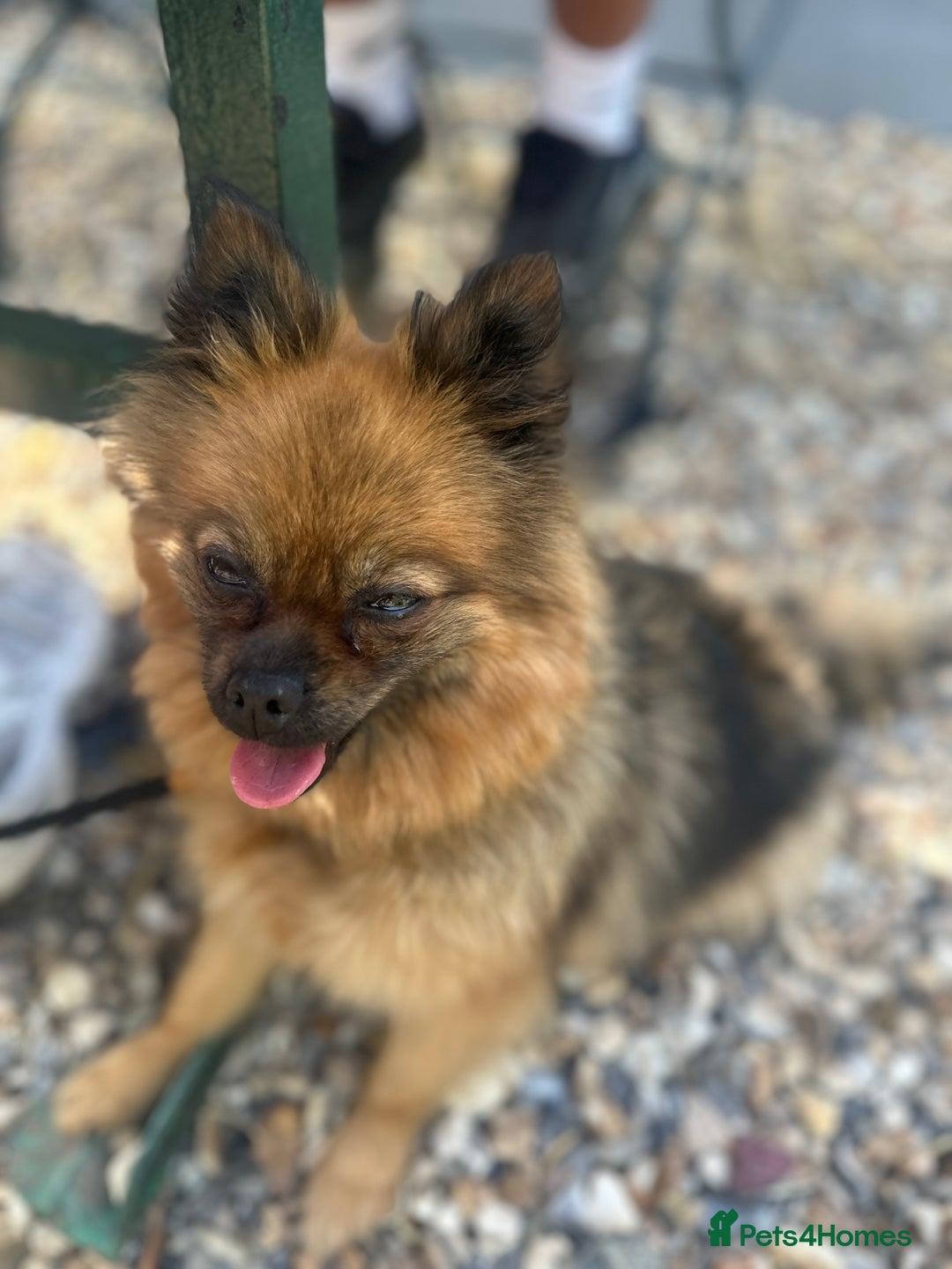 Pomeranian dogs for sale: Pedigree Pomeranian 2yrs old  - Image 3