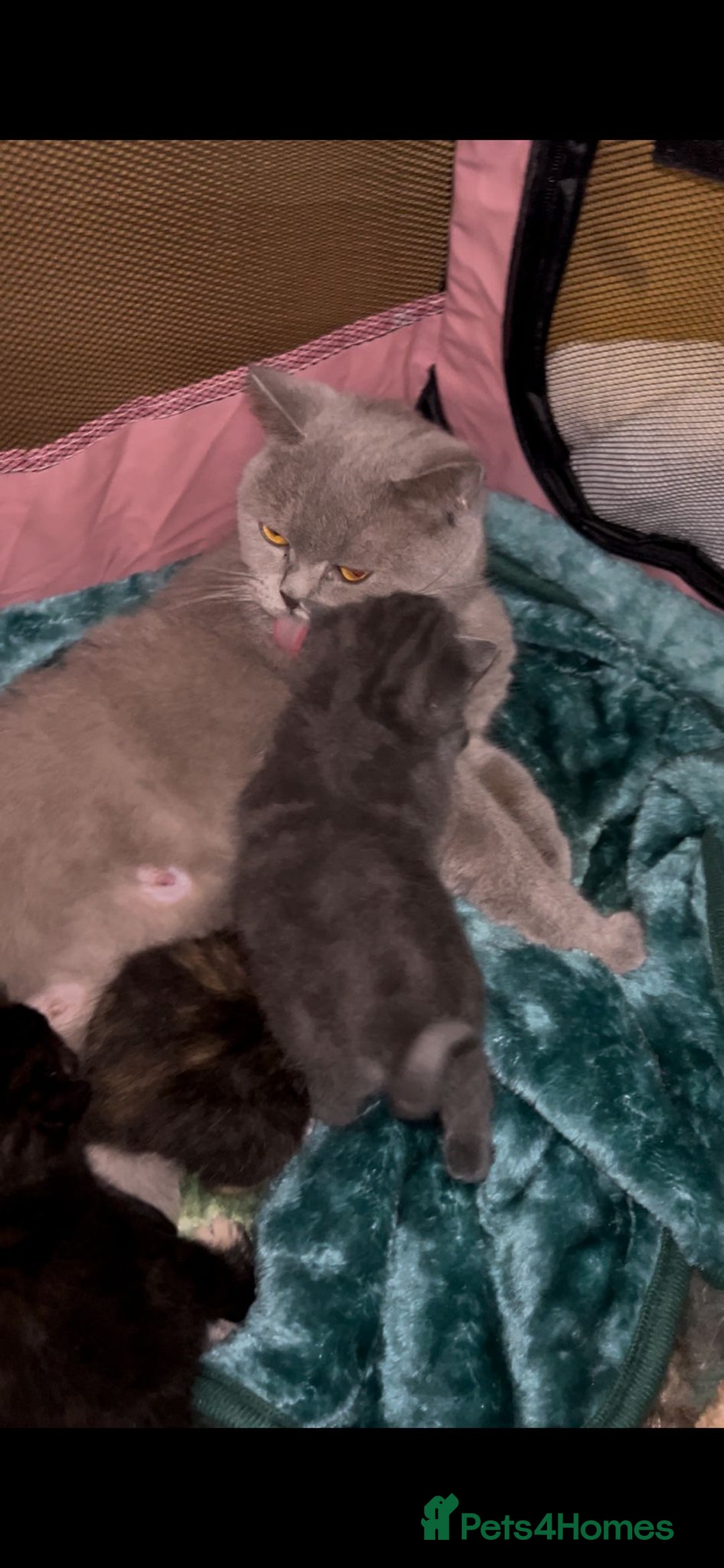 British Shorthair cats for sale: British Short Hair girls available  - Advert 5