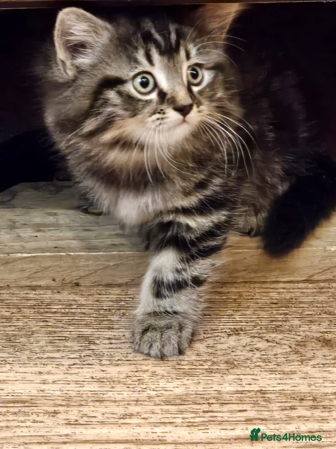 British Longhair cats for sale: Lovely kittens from super-sociable home! - Image 10
