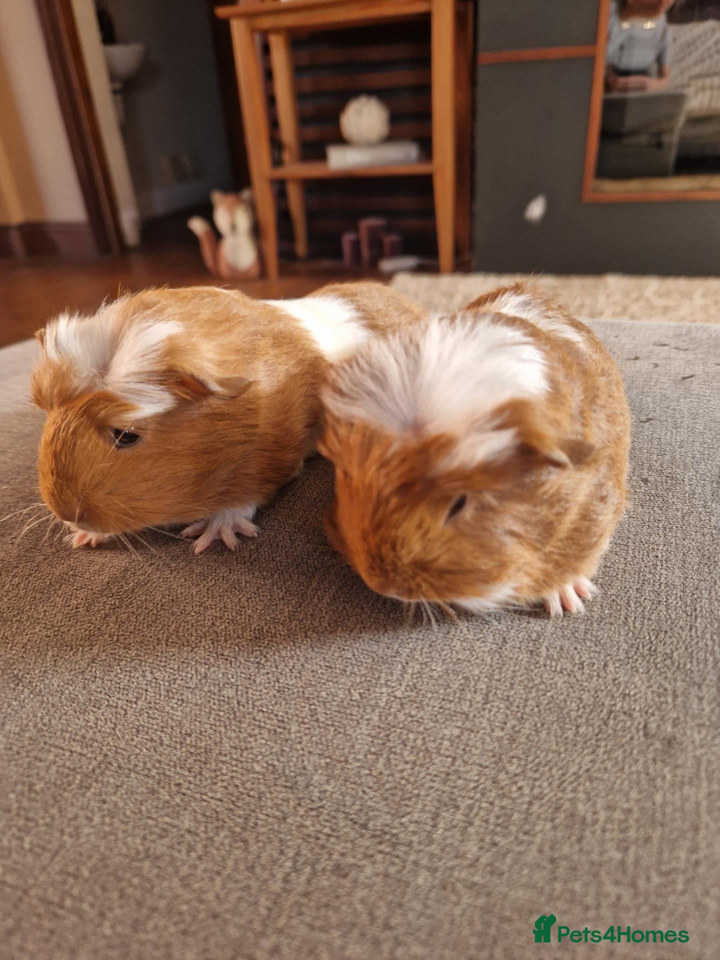 Guinea Pig rodents Baby Guinea Pigs - Advert 13