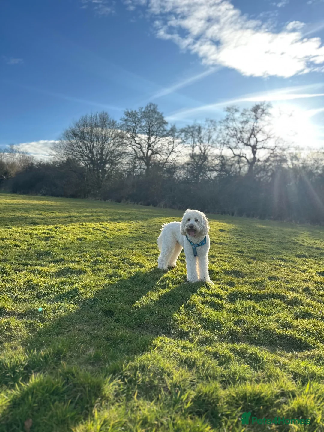 Labradoodle dogs for stud: Medium Labradoodle Stud Dog – Friendly, Healthy  in Tunbridge Wells - Advert 2