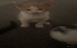 British Shorthair cats for sale: 2 male kittens remaining  - Image 20