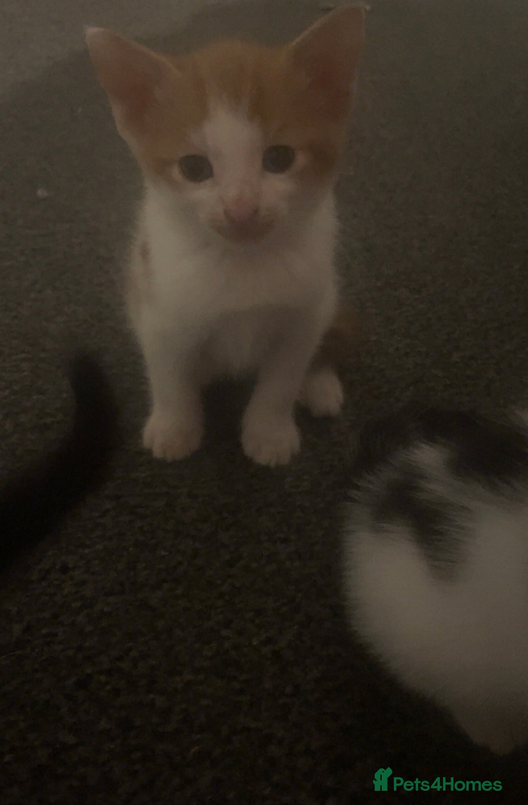British Shorthair cats for sale: 2 male kittens remaining  - Image 20