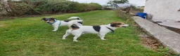 Jack Russell dogs for stud: Chip (the stud) - Advert 8