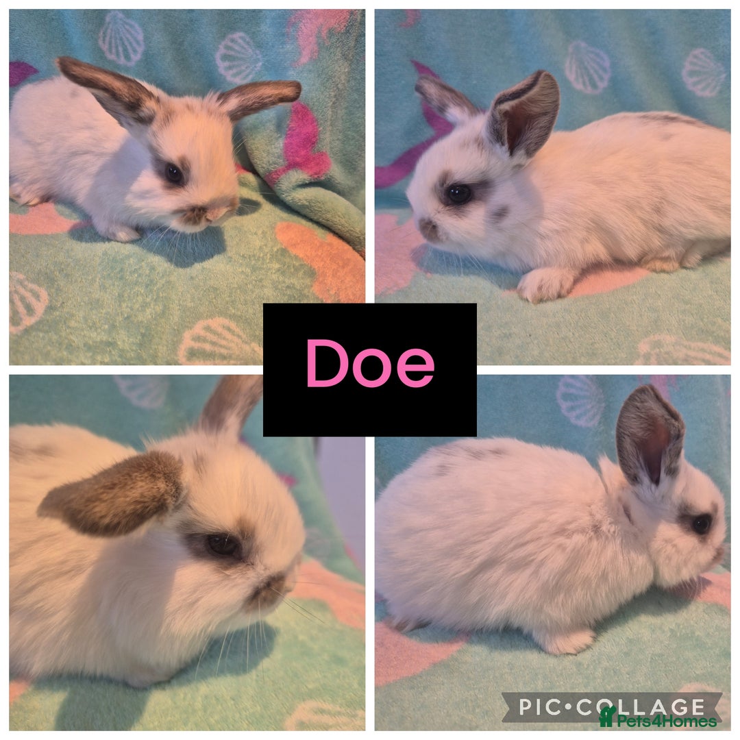 Mini Lop rabbits for sale: Beautiful litter of 10 mini lops - Advert 4